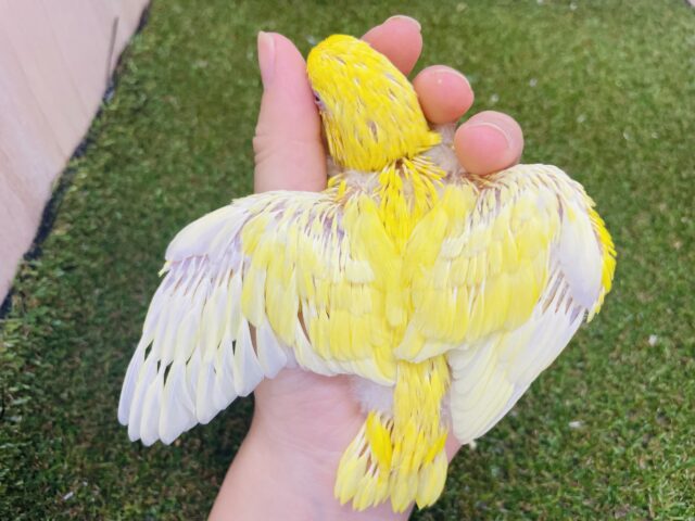 サザナミインコ