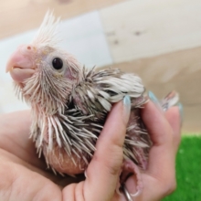 めちゃくちゃベビー❤オカメインコ(ホワイトフェイスシナモンパイド)入荷しました❤