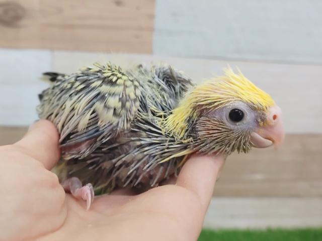 オカメインコ