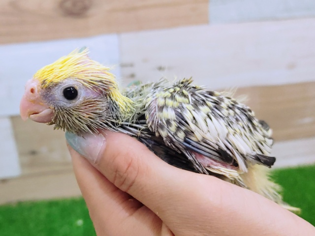 オカメインコ