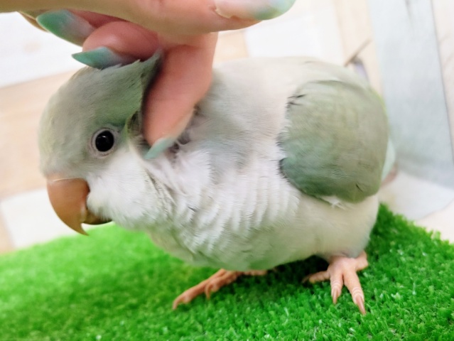 オキナインコ