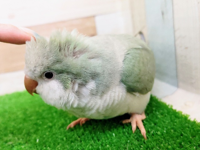 オキナインコ