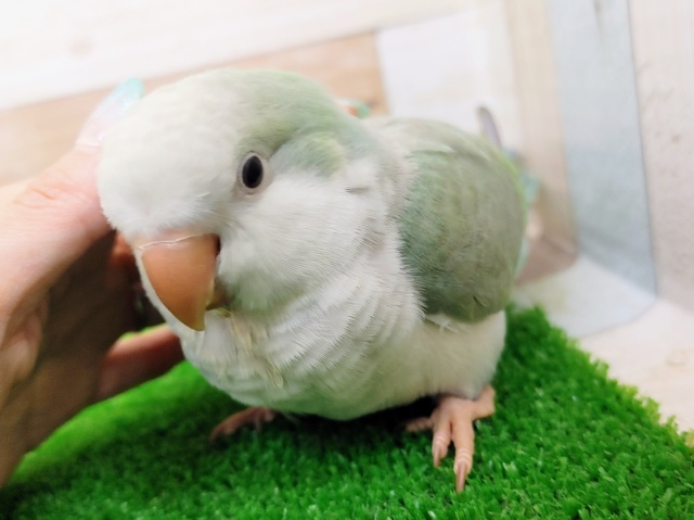 オキナインコ