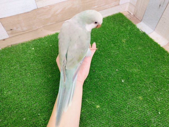 オキナインコ