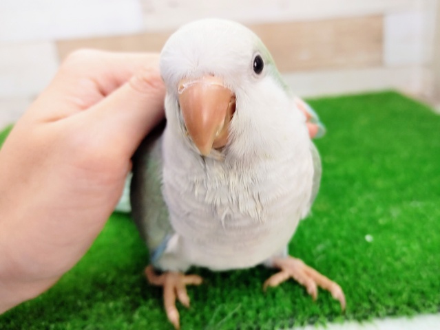 オキナインコ