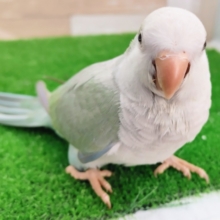 まだヒナ餌食べるよ❤オキナインコのヒナ(アクアブルーパリット)入荷しました❤