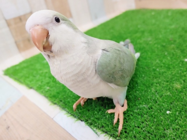 オキナインコ