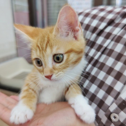 スコティッシュフォールド