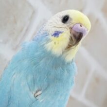 パッチリ、パステル～🌈 セキセイインコ(パステルレインボー)
