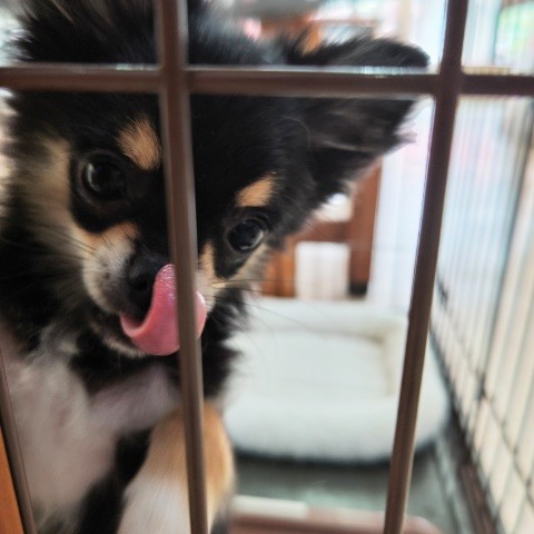チワワ