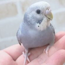 青みがかったグレー🕊️ セキセイインコ(グレーオパーリン)