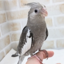 最新画像あり！ メロメロ注意～🤍 オカメインコ(ホワイトフェイス)