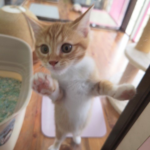 スコティッシュフォールド