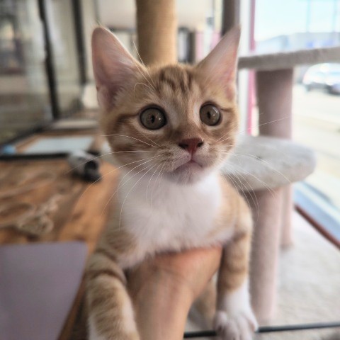 スコティッシュフォールド