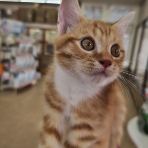 スコティッシュフォールド