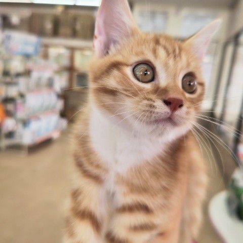 スコティッシュフォールド