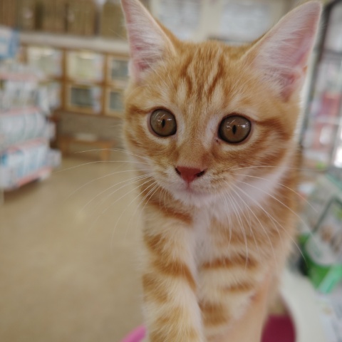 スコティッシュフォールド