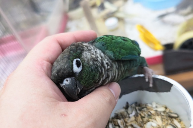 ホオミドリウロコインコ