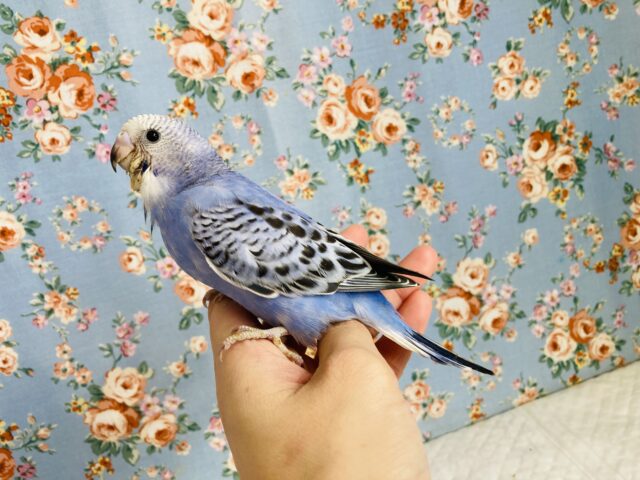 最新画像🌟人気のバイオレット💙✩⡱手乗りセキセイインコ(オパーリン)