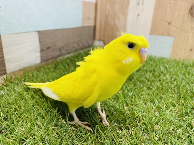 セキセイインコ