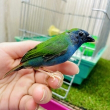 注目❗️華やかに彩るチモールちゃん！　チモールセイコウチョウ