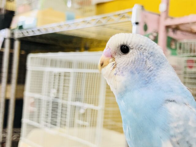 セキセイインコ