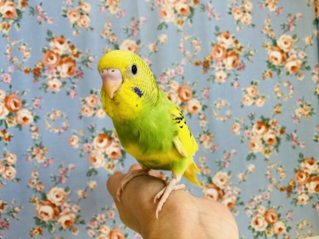 最新画像🌟インコ界モテ色No. 1❤︎手乗りセキセイインコ(オパーリンパイド)