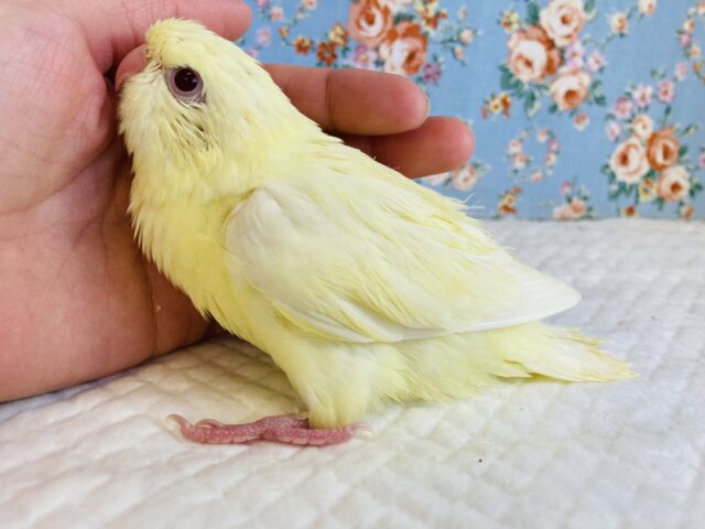 サザナミインコ