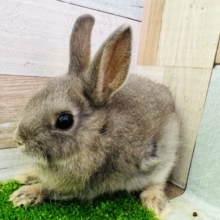 くりくりおめめ♡やんわりカラーがキュート！ネザーランドドワーフラビット（ブルーオター）