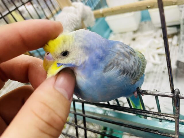 セキセイインコ