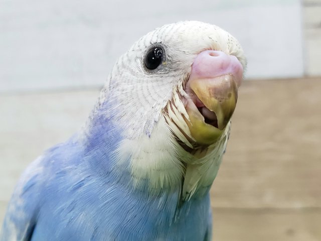 黒少なめの綺麗なブルースパングルセキセイインコ