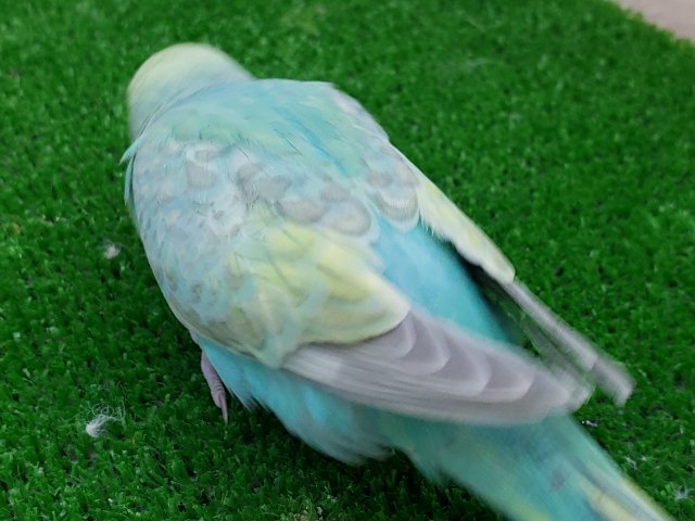 セキセイインコ