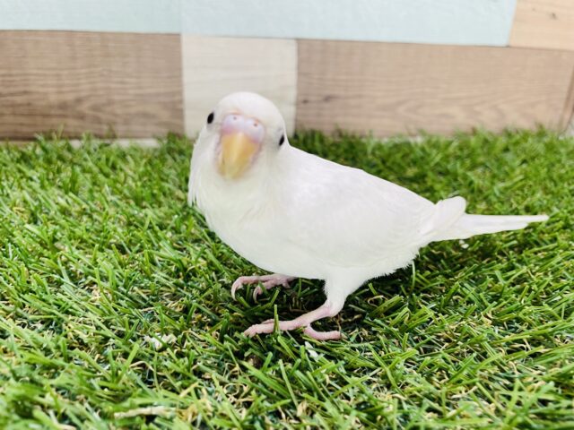 ヒナ餌卒業‼️カゴデビュー済みのキュートな馴れっ子！！セキセイインコのライラック！