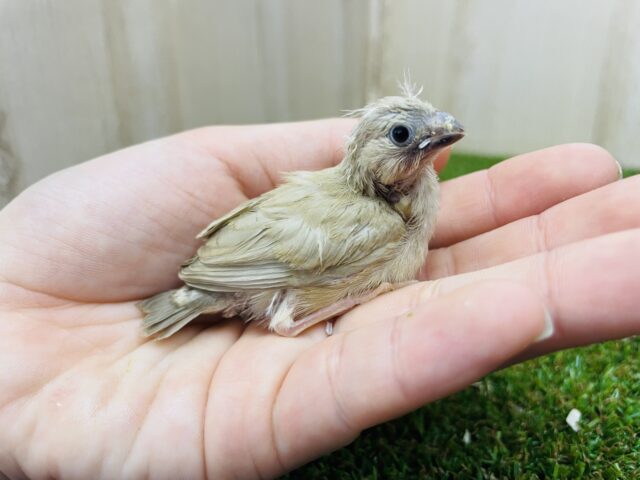 錦花鳥（キンカチョウ）