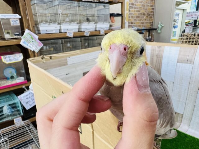 オカメインコ