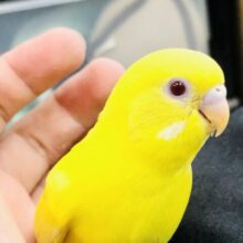 エネルギッシュカラー　セキセイインコ　R５　７／５撮影