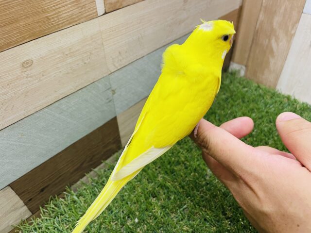 セキセイインコ