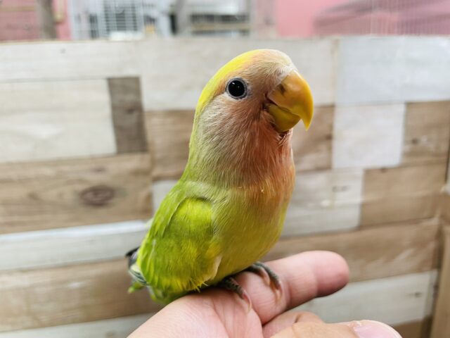 コザクラインコ（小桜インコ）