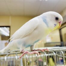 1人餌❣️最新画像になりますよ！トキメいた？キュンきゅんキュンなセキセイさん！　セキセイインコ　スパングルパイド