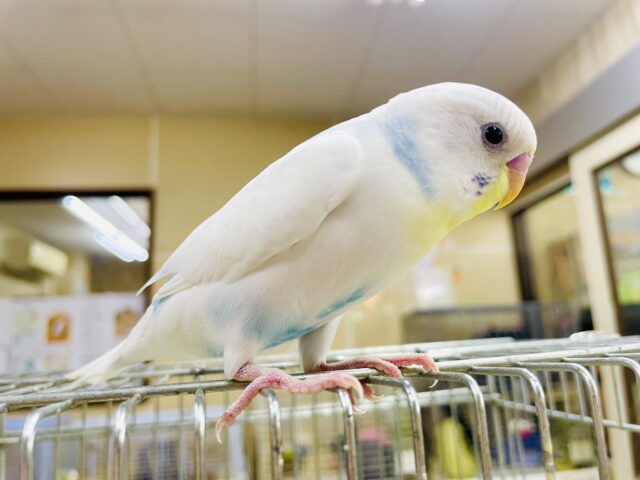 1人餌❣️最新画像になりますよ！トキメいた？キュンきゅんキュンなセキセイさん！　セキセイインコ　スパングルパイド