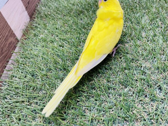 セキセイインコ