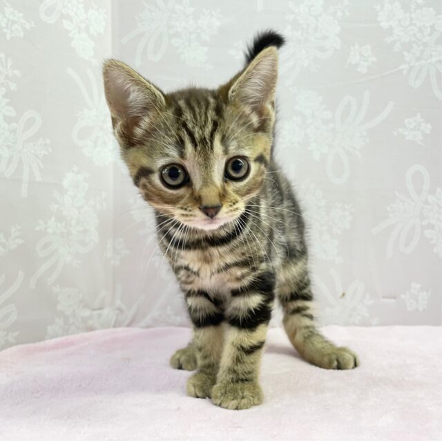 明るく元気☺️ アメリカンショートヘアー(ブラウンタビー)女の子♪ 2023年5月21日生まれ! アメリカンショートヘア