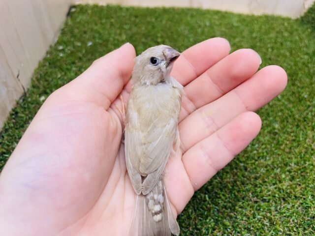 錦花鳥（キンカチョウ）