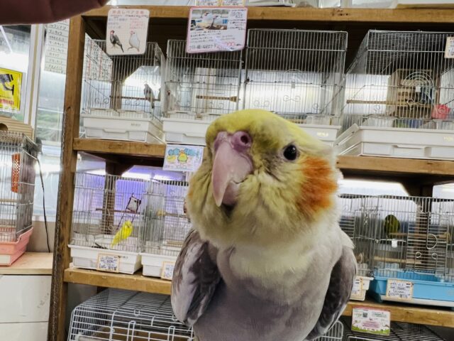 オカメインコ