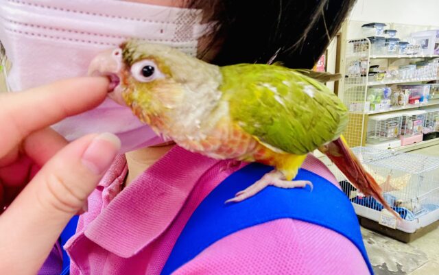 本当はたくさん甘えたい💓🫶密かな伝え方が可愛らしいウロコさん！　ウロコインコ　パイナップル