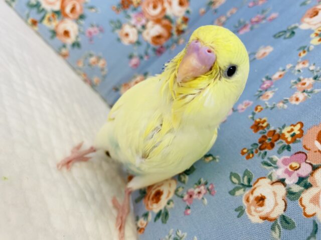 セキセイインコ