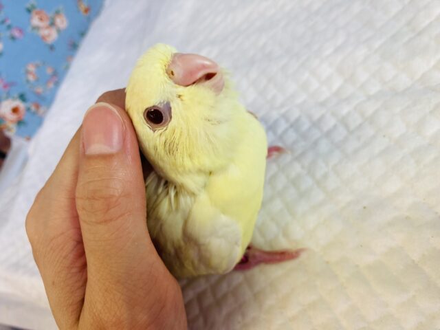 サザナミインコ