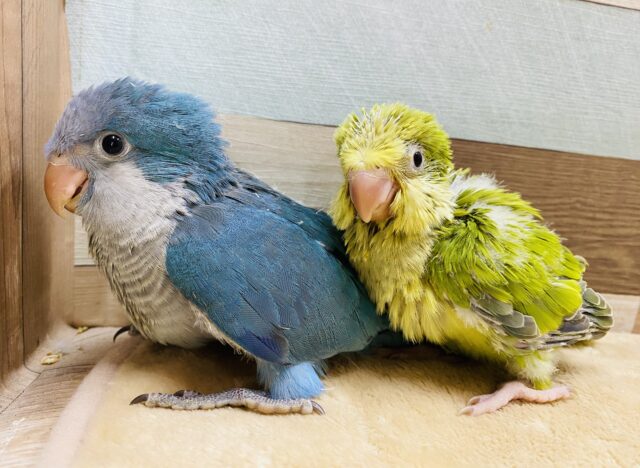 オキナインコ