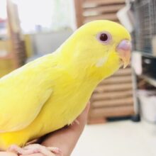 パッチリムチムチセキセイ　セキセイインコ　Ｒ５　７／６撮影