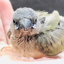 久しぶりに入舎してみました　コキンチョウ　R５　７／５撮影